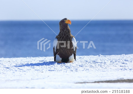 羅臼町虎頭海雕 羅臼町虎頭海雕 25518188