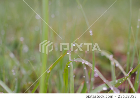 A drop of grass A drop of grass 25518355