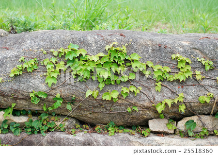 搖滾和常春藤 25518360