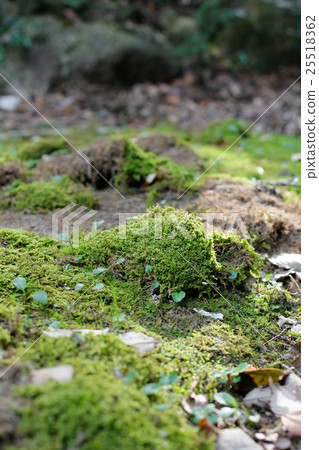 Moss 25518362