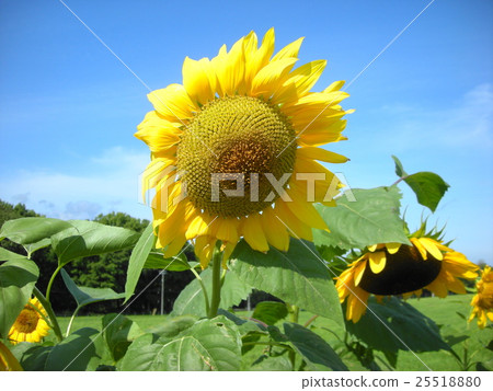 sunflower sunflower 25518880
