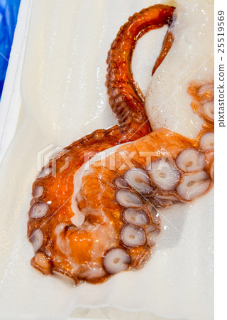 Octopus feet 25519569
