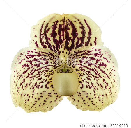 Orchid name " Paphiopedilum godefroyae " Orchid name " Paphiopedilum godefroyae " 25519963