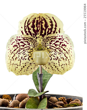 Orchid name " Paphiopedilum godefroyae " Orchid name " Paphiopedilum godefroyae " 25519964