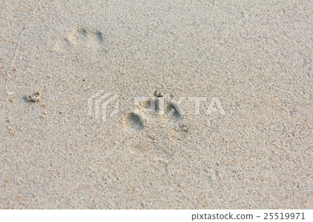 Dog Footprints on the Sand 25519971