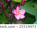 Pink frangipani flower 25519973