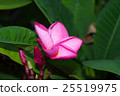 Pink frangipani flower 25519975