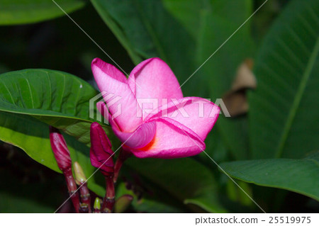 Pink frangipani flower 25519975