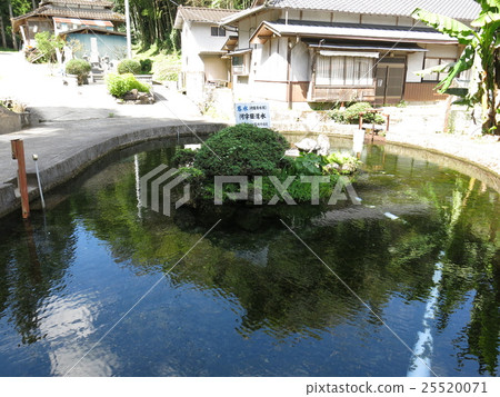 武田泉水川(泉池)的川田泉水 武田泉水川(泉池)的川田泉水 25520071