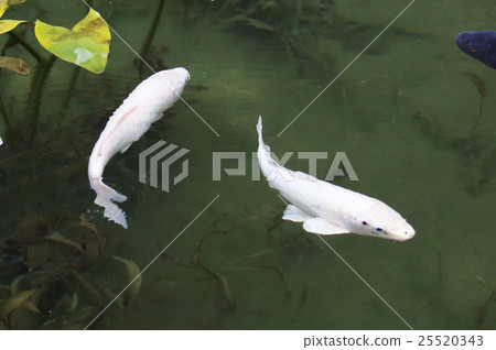 Nishikigoi Nishikigoi 25520343