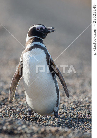 Patagonia penguin close up portrait look at you Patagonia penguin close up portrait look at you 25523149