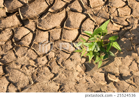 Small plant on cracked land Small plant on cracked land 25524536