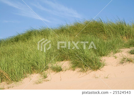 Sand beach and green grass background Sand beach and green grass background 25524543