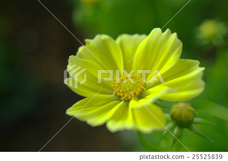 Cosmos: Yellow campus (closeup) 25525839