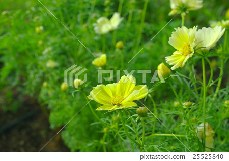 Cosmos: Yellow campus flower bed Cosmos: Yellow campus flower bed 25525840