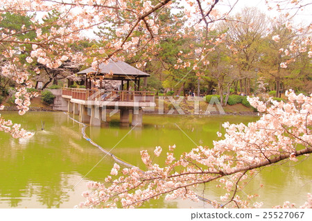 Tsurumai Park (Nagoya city) Sakura blooming in Ryuga pond 25527067