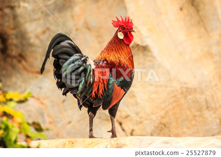 chicken and nature 25527879
