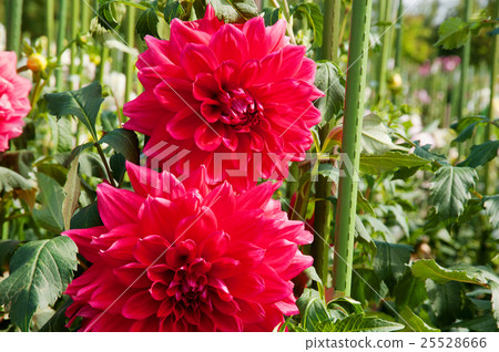 Flower Park Flower Park 25528666