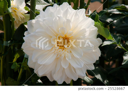 Flower Park Flower Park 25528667