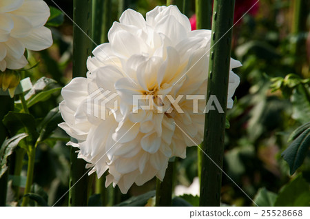 Flower Park Flower Park 25528668