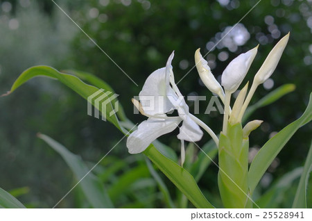 Ginger Lily of the Shade 25528941