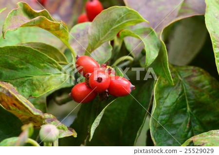  山茱萸果 25529029