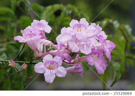 Pink noenza kazura 25529069