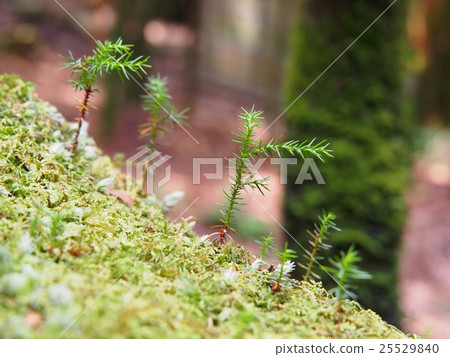Yakushima cedar bud Yakushima cedar bud 25529840