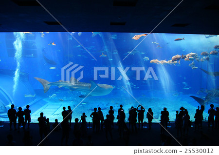 沖繩美麗海水族館 25530012