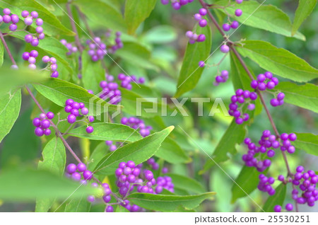 Midori Shikibu 25530251