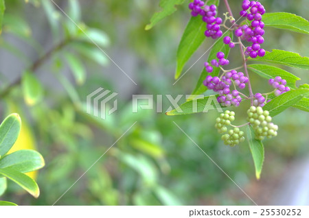 Purple Shikibu who started to color 25530252