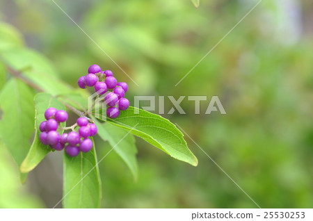 The fruit of Murasaki Shikibu (closeup) 25530253