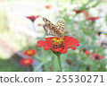 Butterflies and flowers 25530271