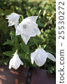  White flower 25530272