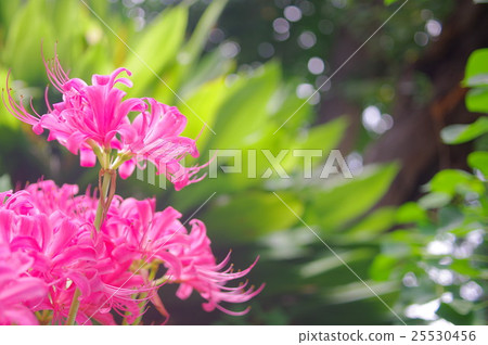 桃子開花在光束的色的小珠通過陽光 25530456