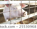 Pig  25530968