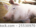 Pig  25530970