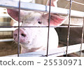 Pig  25530971