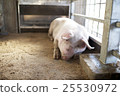 Pig  25530972