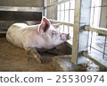 Pig  25530974