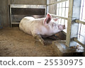 Pig  25530975