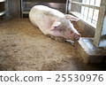 Pig  25530976