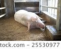 Pig  25530977