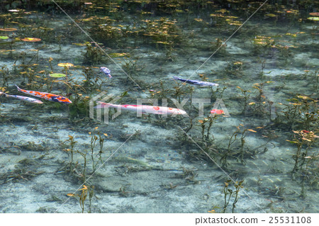 Pond of monet 25531108