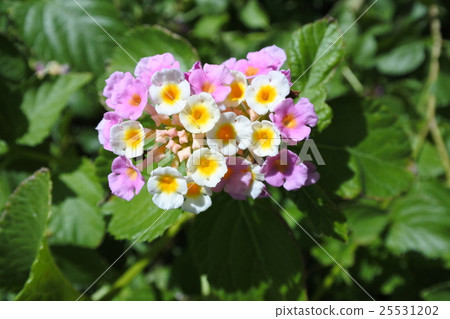 Iriomote Island Lantana Iriomote Island Lantana 25531202
