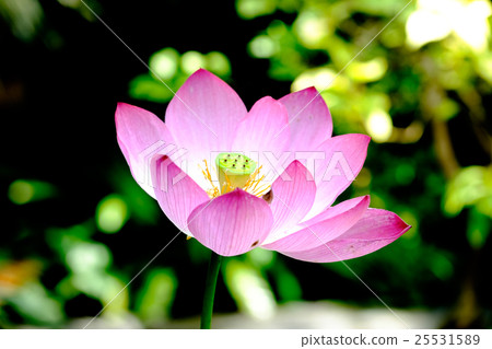 Lotus flower  25531589