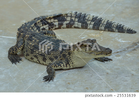Crocodile 25531639