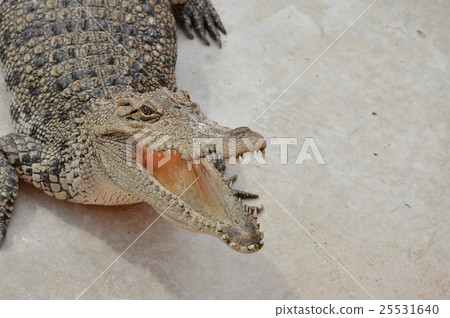 Crocodile 25531640