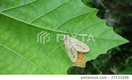 Spawning of mulberry moth Spawning of mulberry moth 25531696