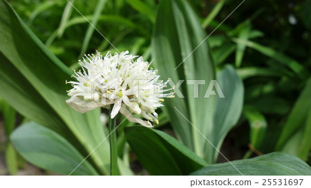 Garlic flower Garlic flower 25531697